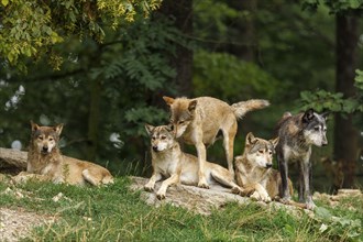 Algonquin wolf (Canis lupus lycaon), wolf, American wolf, wolf pack on a hill, Germany, Europe