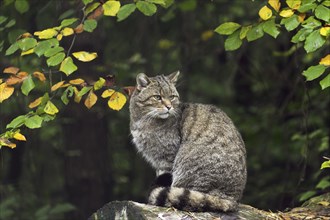 European wildcat (Felis silvestris silvestris) sitting in forest in autumn