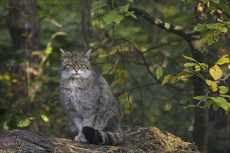 European Wildcat (Felis silvestris silvestris) portrait in forest, Germany, Europe