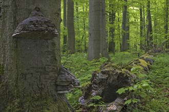 Dead beech tree trunk infected with false tinder fungus, hoof fungus, tinder conk, Hainich National