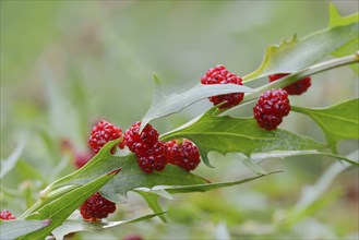 Leafy goosefoot (Blitum virgatum), fruit, Germany, Europe