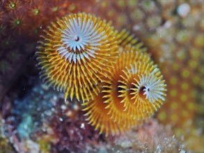 Yellow Christmas tree worm (Spirobranchus giganteus), dive site John Pennekamp Coral Reef State