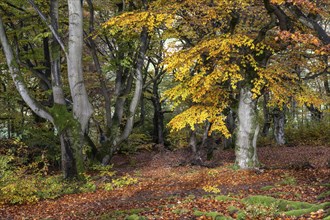 Old copper beeches (Fagus sylvatica) in the Hutewald Halloh, Hesse, Lower Saxony