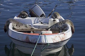 Shot Harp seals (Phoca groenlandica) in Inuit hunter's motorboat, Uummannaq, North-Greenland,