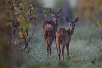 Doe with fawn (Capreolus capreolus) in autumn leaves, Wittlich, Rhineland-Palatinate, Germany,