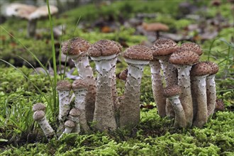 Dark honey fungus (Armillaria solidipes) (Armillaria ostoyae) growing amongst moss on forest floor