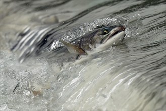 Pink salmon (Oncorhynchus gorbuscha) jumping up a waterfall on their way to spawning grounds,