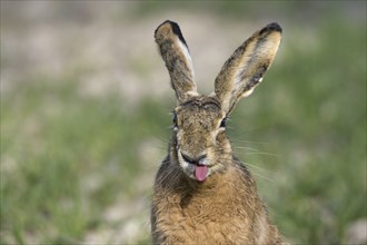 Close-up portrait of European brown hare (Lepus europaeus) sticking tongue out