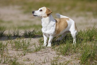 Dog, Jack Russell Terrier, Dog breed, Domestic dog (Canis lupus familiaris), Portrait,