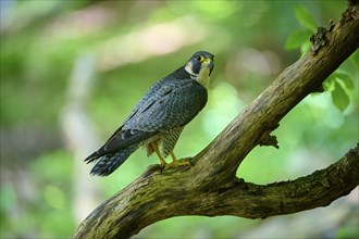 Peregrine Falcon (Falco peregrinus), adult sitting on branch in forest, Bohemian Forest, Czech