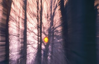 Deciduous forest in winter abstract, copper beeches (Fagus sylvatica) in December, red sun shortly