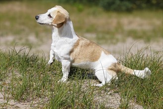 Dog, Jack Russell Terrier, Dog breed, Domestic dog (Canis lupus familiaris), Schleswig-Holstein,