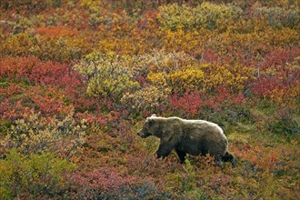 Grizzly bear (Ursus arctos horribilis) striding across the autumn-coloured tundra with a view of