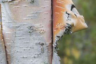 Silver birch, warty birch, European white birch (Betula pendula) (B. verrucosa) tree trunk close-up