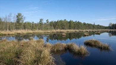 Moorland landscape, renaturalised, peat-covered moorland, GroÃŸes Moor nature reserve, Lower