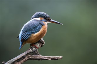 Common kingfisher (Alcedo atthis), Emsland, Lower Saxony, Germany, Europe