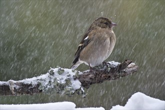 Common chaffinch (Fringilla coelebs) female with fluffed out feathers perched on branch during snow