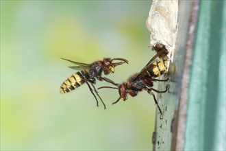 European hornets (Vespa crabro) approaching the nest in a bird nest box, in flight, highspeed