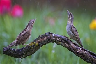 Eurasian wryneck (Jynx torquilla) pair, male and female mating in the rain, woodpecker, biosphere