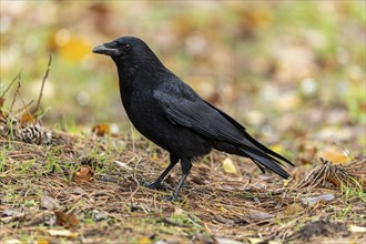 Carrion crow (Corvus corone) in a meadow, wildlife, Germany, Europe