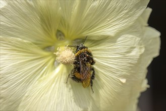 Bumblebee (Bombus) in a hollyhock flower (Alcea rosea) covered with pollen, Bavaria, Germany,