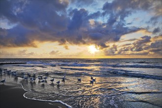 Outgoing tidal fringe in the mudflat landscape with setting sun and seagulls, Norderney Island,