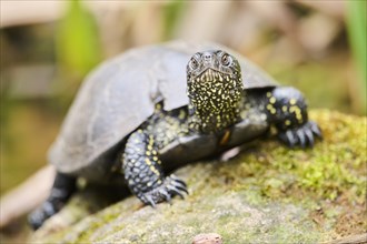 European pond turtle (Emys orbicularis) on a rock, Bavaria, Germany, Europe