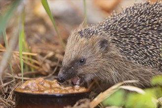 A young hedgehog just woken up from hibernation, having its first meal. Here it was fed with cat