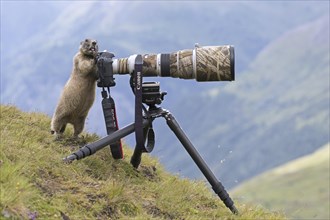 Curious Alpine marmot (Marmota marmota) behind wildlife photographer's Canon camera with large