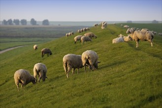 Sheep on the dyke, Pilsum, Krummhörn, East Frisia, Lower Saxony, North Sea, Germany, Europe