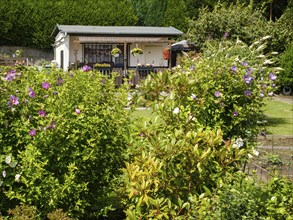 Blooming flowers in front of garden arbour in allotment garden, allotment garden, Dortmund, North