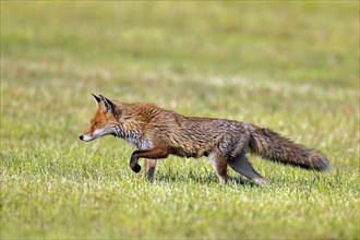 Solitary red fox (Vulpes vulpes) stalking prey in freshly mowed meadow, cut grassland in summer