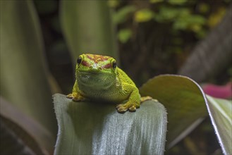 Madagascar day gecko (Phelsuma madagascariensis madagascariensis), diurnal species of gecko native