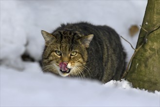 European wildcat (Felis silvestris silvestris) close up of cat licking nose in the snow in winter