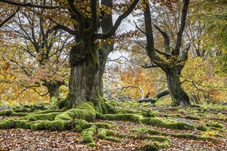 Old copper beeches (Fagus sylvatica) in the Hutewald Halloh, Hesse, Lower Saxony