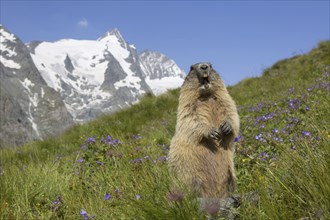 Alpine marmot (Marmota marmota) calling in front of the snow covered mountain Grossglockner, Hohe