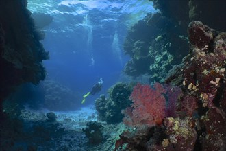 Hemprich's tree coral (Dendronephthya hemprichi), in a cave, divers in the background. Dive site St