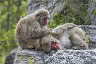 Female Japanese macaque (Macaca fuscata), snow monkey grooming male for ticks, native to Japan