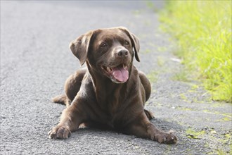 Labrador Retriever (Canis lupus familaris), female, 13 years, lying on a path, North