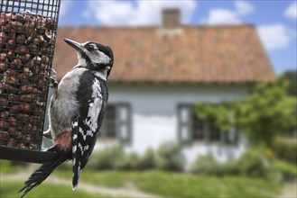 Great spotted woodpecker (Dendrocopos major) juvenile male eating peanuts from bird feeder,