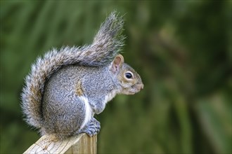 Eastern gray squirrel (Sciurus carolinensis), grey squirrel, tree squirrel native to eastern North