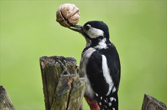 Great spotted woodpecker (dendrocopos major) with persian walnut (juglans regia) in its beak