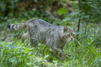 European wildcat (Felis silvestris) walking through its territory, captive, Germany, Europe