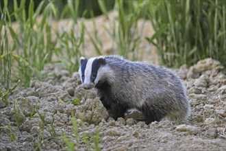 Young European badger (Meles meles) juvenile foraging in field, farmland at dusk in spring