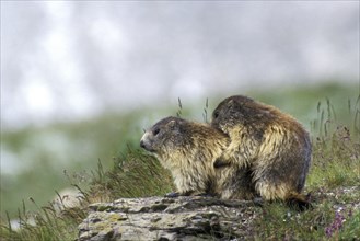 Two Alpine marmots (Marmota marmota) mating on rock, Gran Paradiso National Park, Italian Alps,