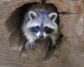 Raccoon (Procyon lotor), Germany, Europe