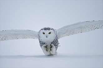 Female snowy owl (Nyctea scandiaca) (syn. Bubo scandiaca) sets down for landing, wings spread,