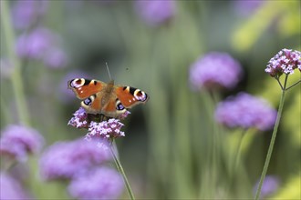 Peacock butterfly (Aglais io) adult feeding on a garden Verbena flower, Norfolk, England, United