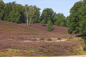 Fischbeker Heide nature reserve, heath blossom, flowering common heather (Calluna vulgaris),