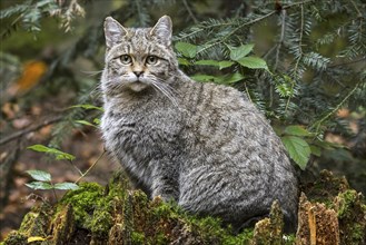 European wildcat (Felis silvestris silvestris), wild cat sitting on tree stump in forest